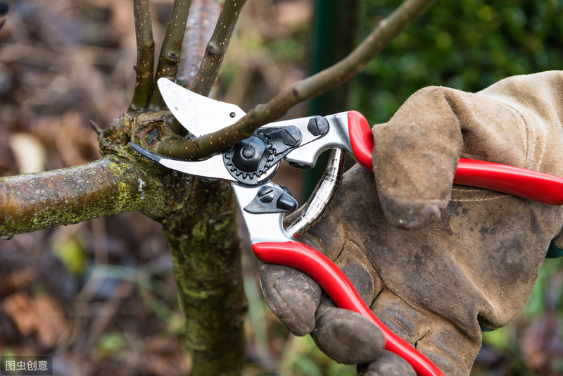 How the monkeys grow