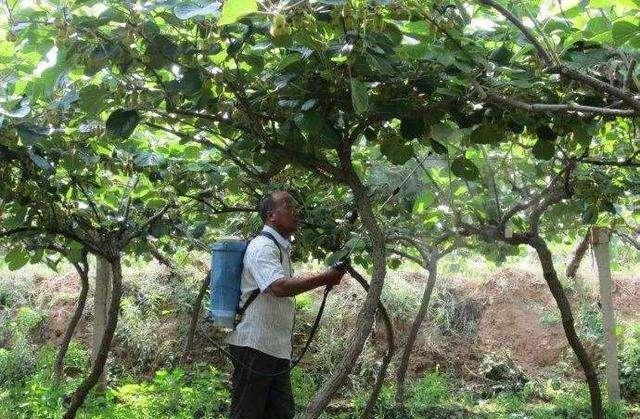 How the monkeys grow