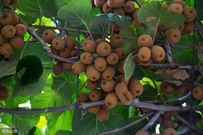 How the monkeys grow