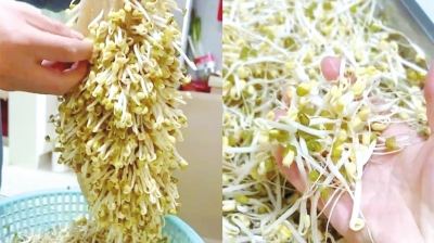 芽苗菜种植技术视频