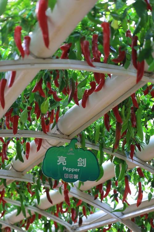 The technique of growing herbs