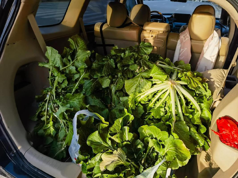 The technique of growing herbs