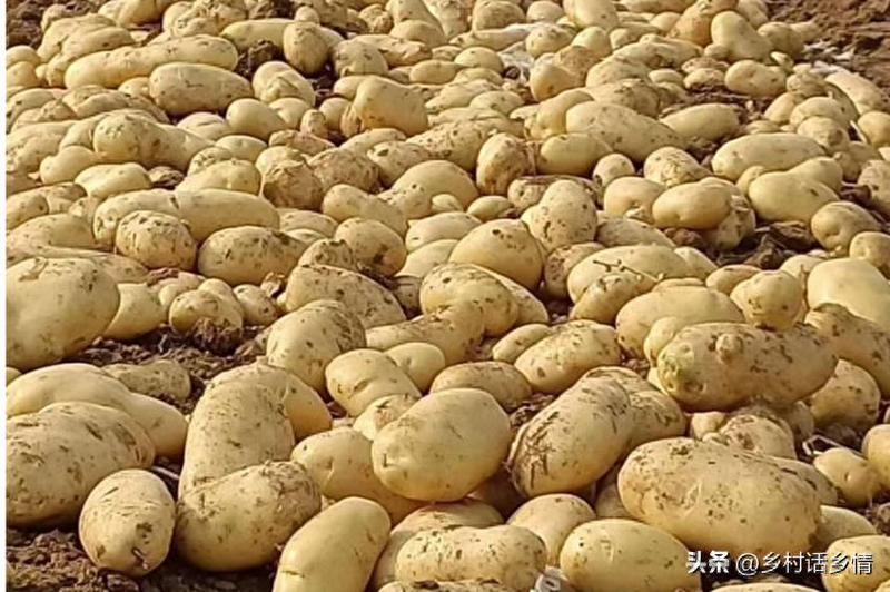 Potato growing technology in shandong