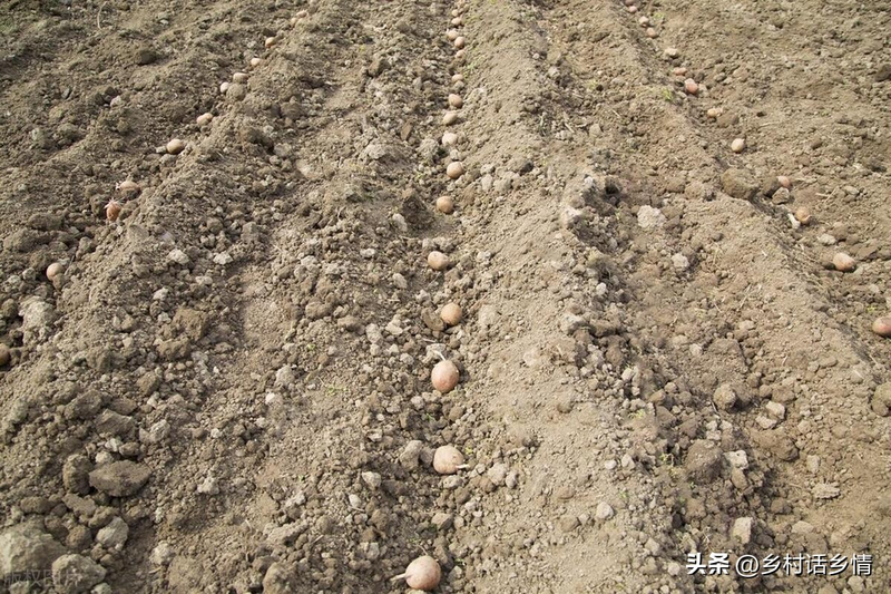 Potato growing technology in shandong