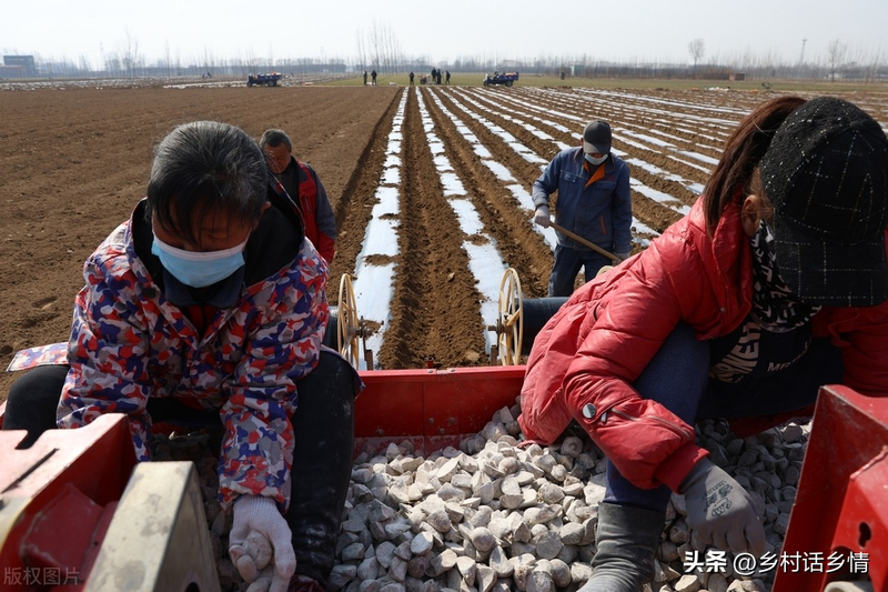 Potato growing technology in shandong