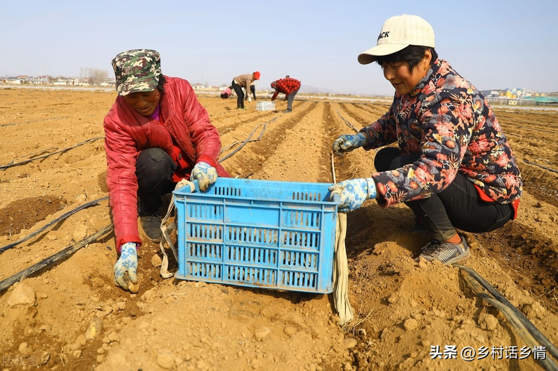 Potato growing technology in shandong