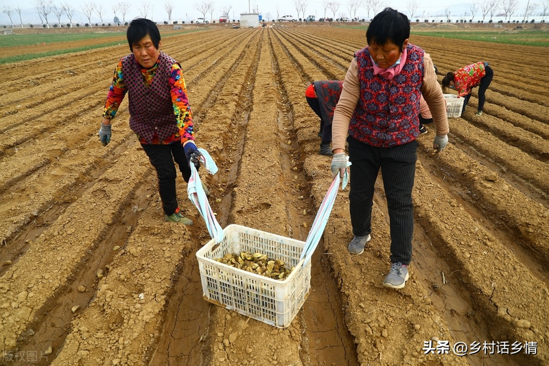 Potato growing technology in shandong