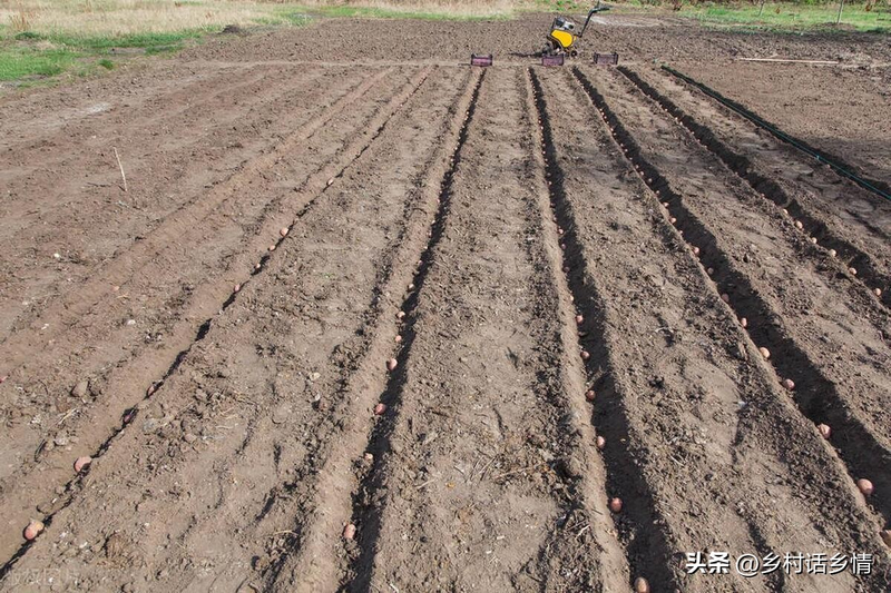 Potato growing technology in shandong