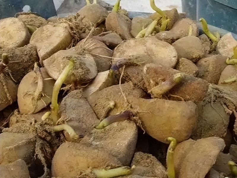 Potato growing technology in shandong