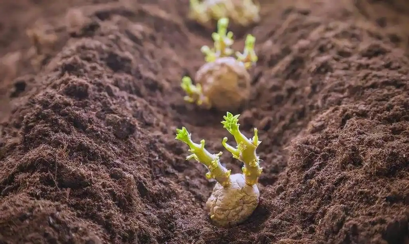 Potato growing technology in shandong