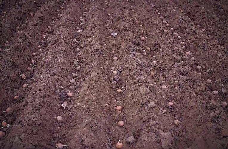 Potato growing technology in shandong