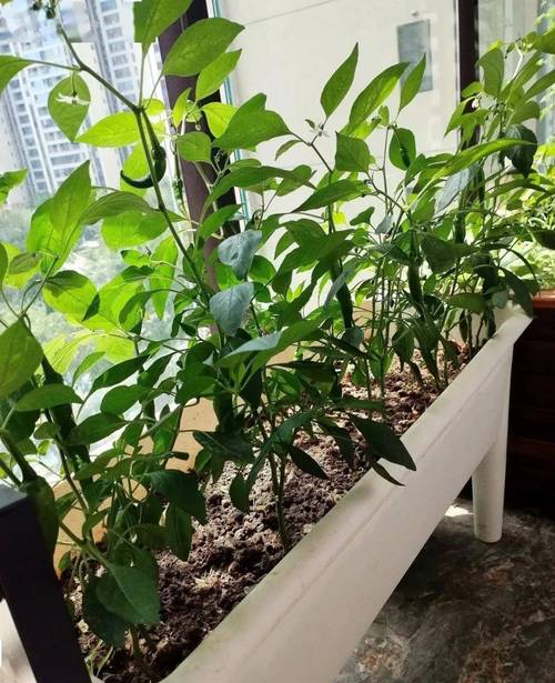 Family balcony gardening