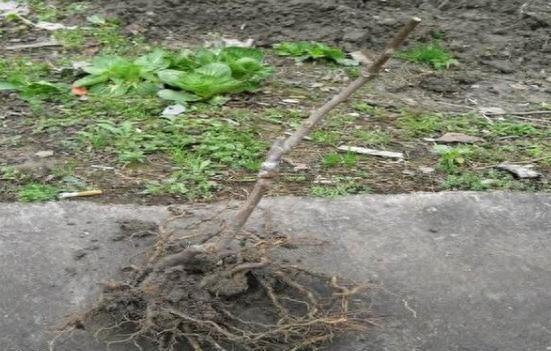 猕猴桃怎么种植方法