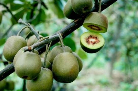 猕猴桃怎么种植方法