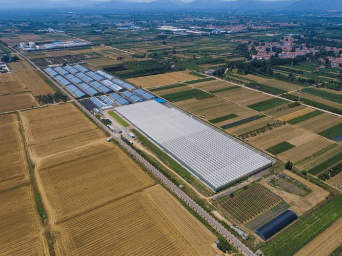 莲藕种植技术马航客机40