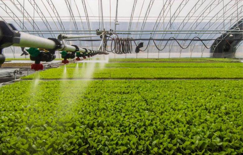 莲藕种植技术马航客机40