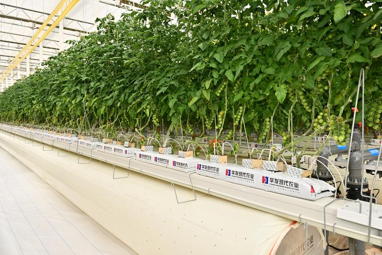 莲藕种植技术马航客机40