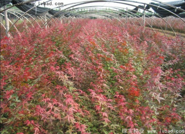 Method of planting seed seeds in red maple pelvis