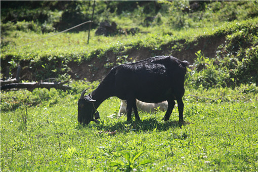 养鸭成本一只多少钱