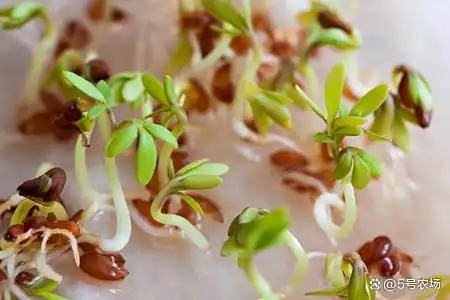 手把手教你种香椿，轻松实现“香椿自由”！