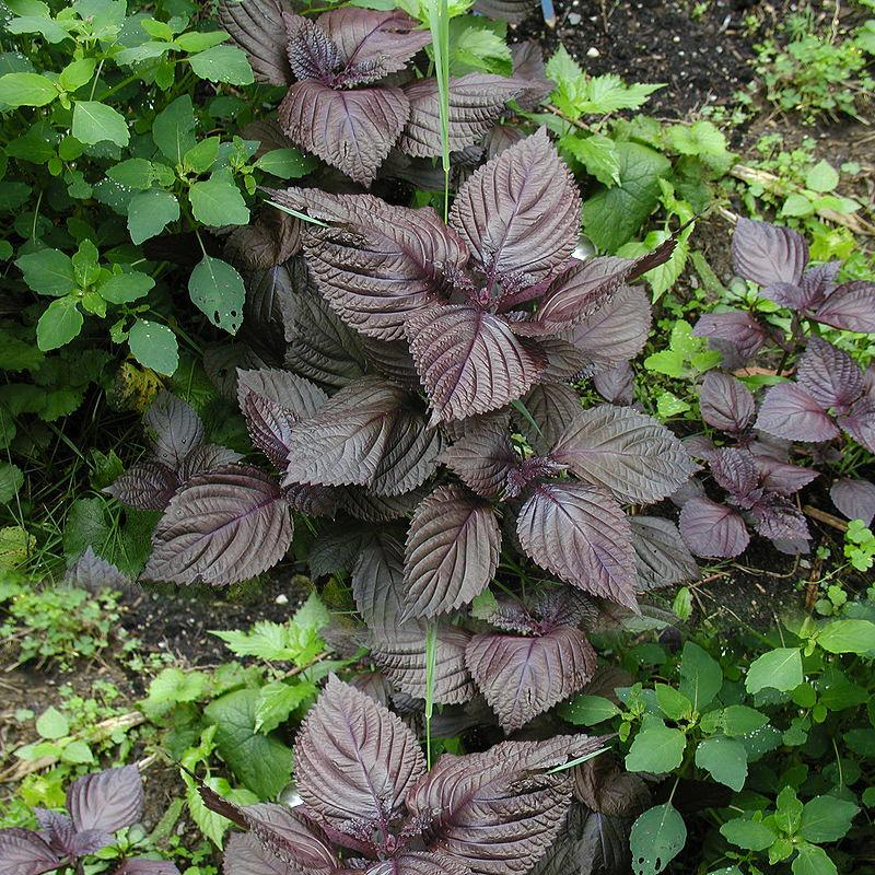 Plantation techniques