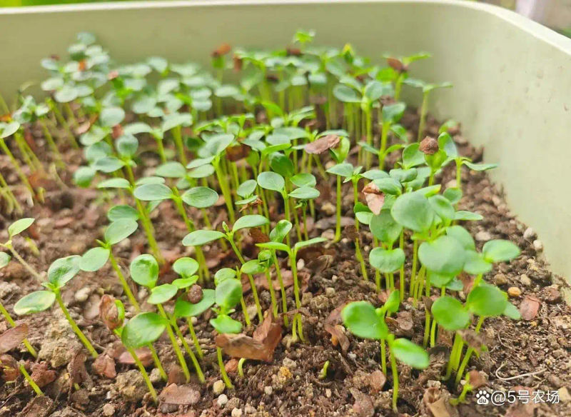 Plantation techniques