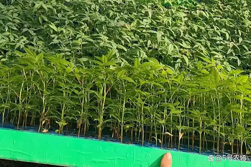 Plantation techniques