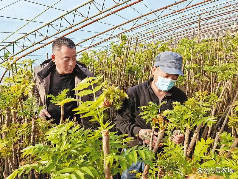 Plantation techniques