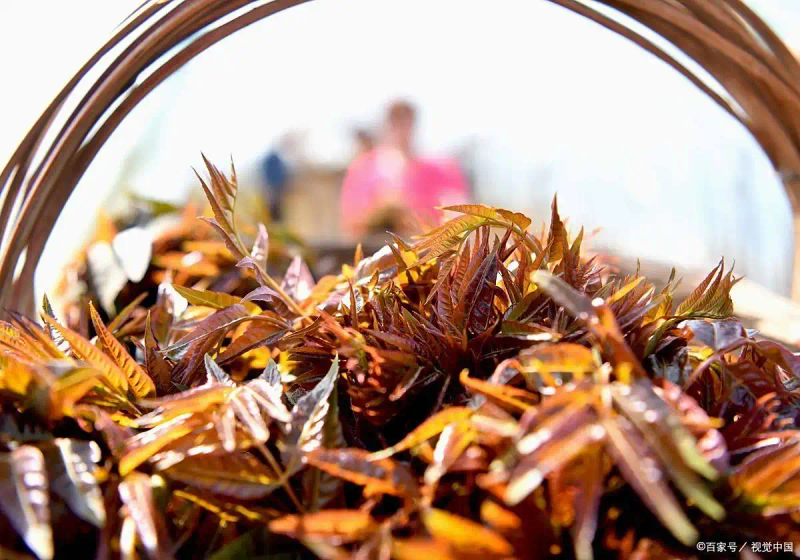 Plantation techniques