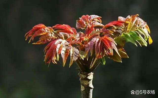 Plantation techniques