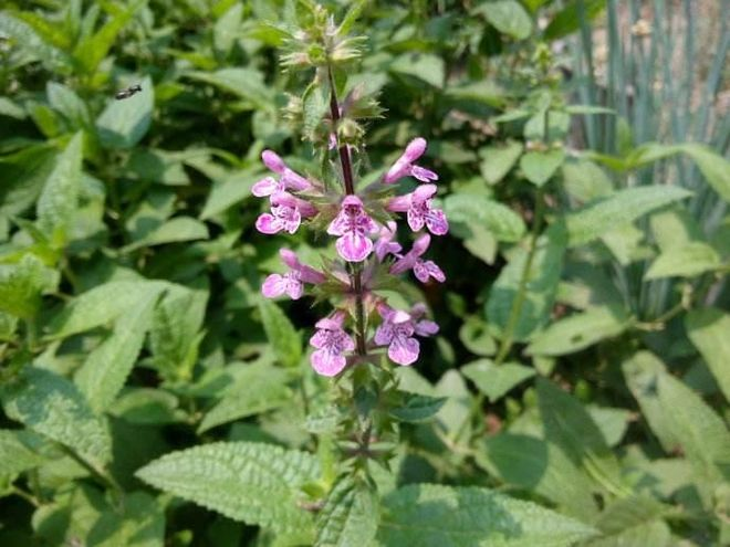 Ginnasium planting techniques