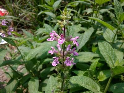 Ginnasium planting techniques