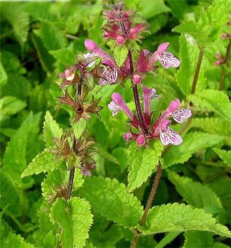 Ginnasium planting techniques