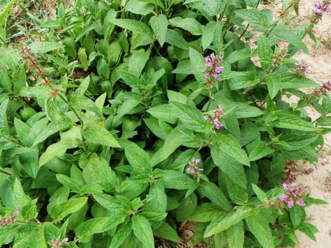 Ginnasium planting techniques