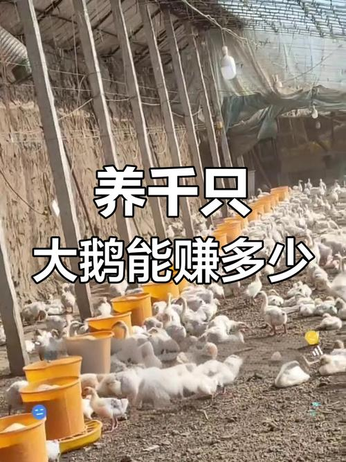 养鸭成本一只多少钱