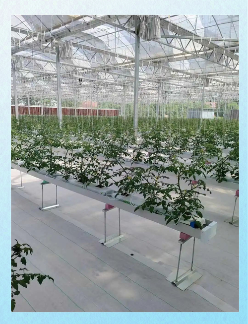 Tomato tree field cultivation techniques