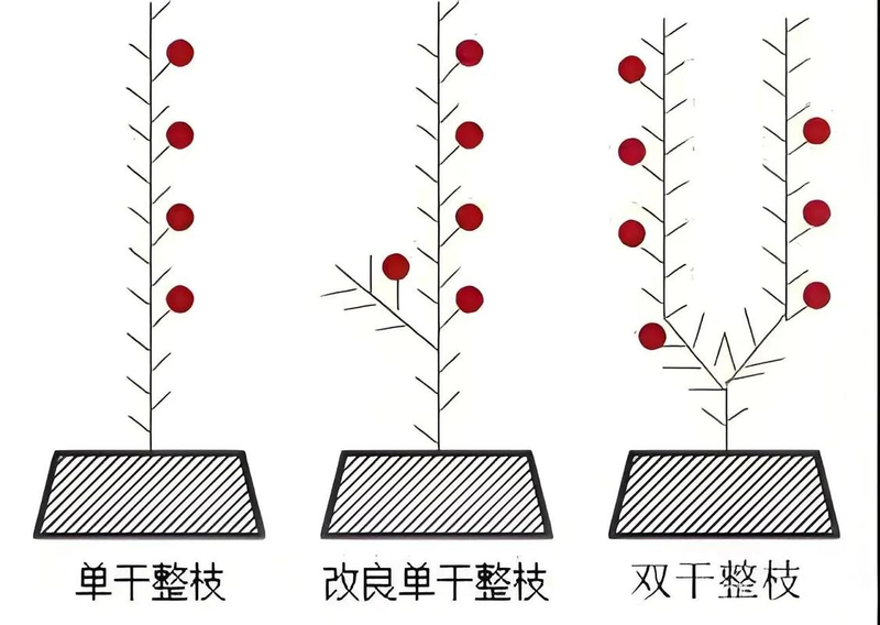 Tomato tree field cultivation techniques