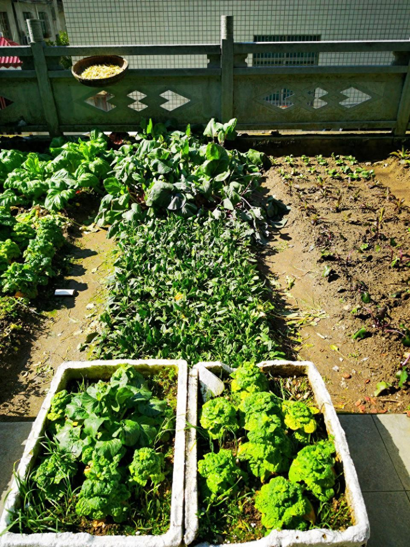 Spring cabbage planting techniques