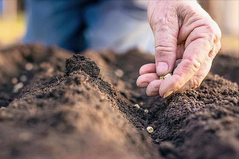 Spring cabbage planting techniques
