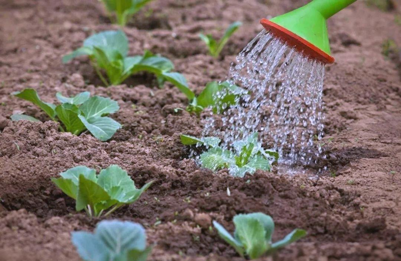 Spring cabbage planting techniques