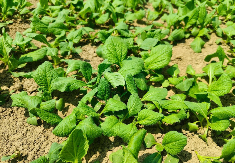 Spring cabbage planting techniques