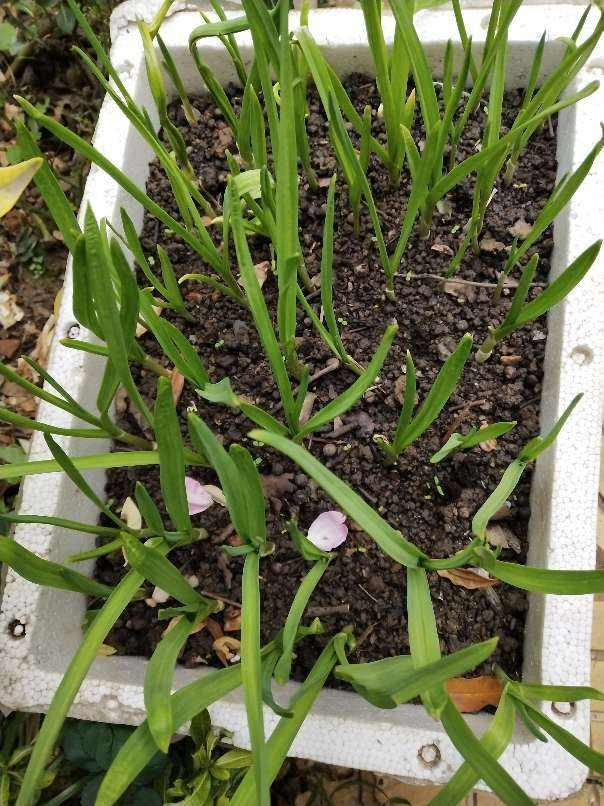 Spring cabbage planting techniques