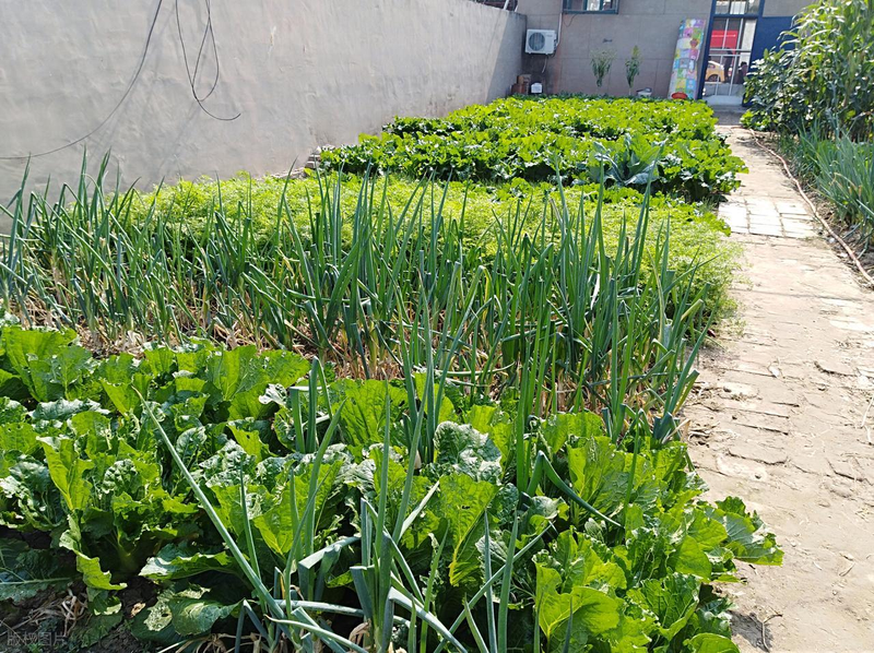 Spring cabbage planting techniques