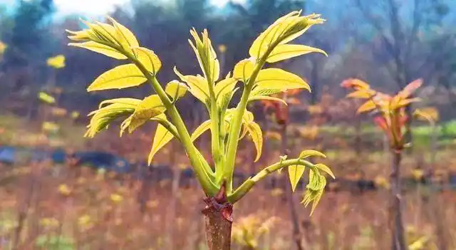 Plantation techniques