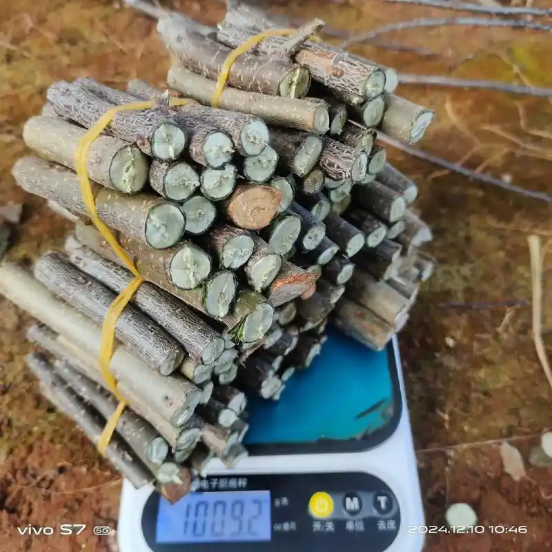 Plantation techniques