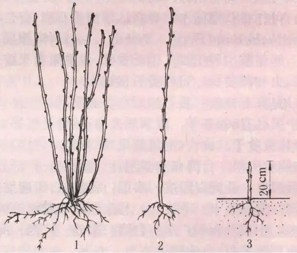 Plantation techniques