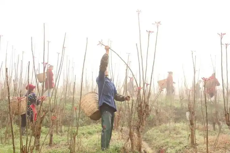 Plantation techniques