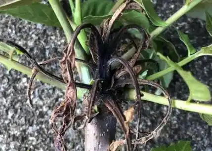 Plantation techniques