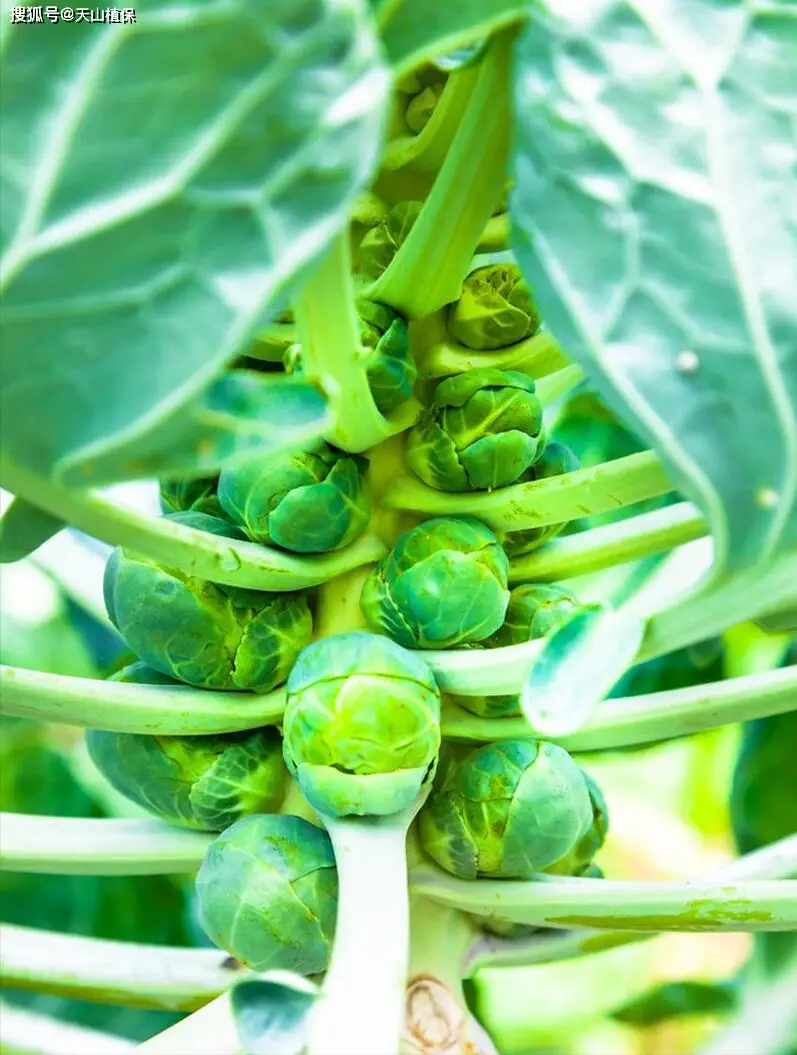 Ginnasium planting techniques