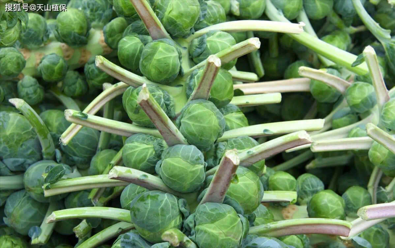 Ginnasium planting techniques